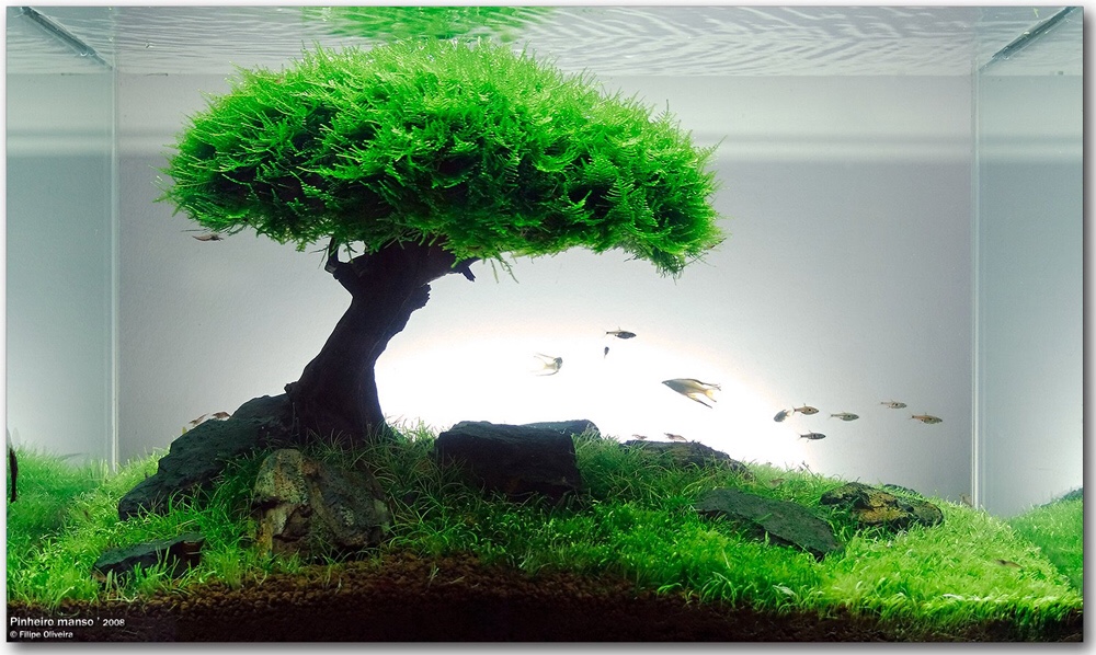 The importance of using substrate in the aquarium